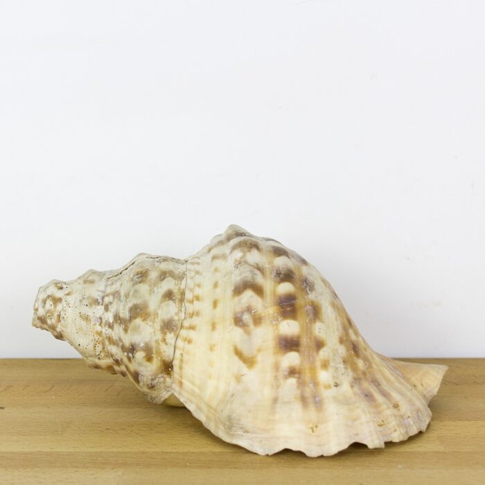 Concha de caracol marino